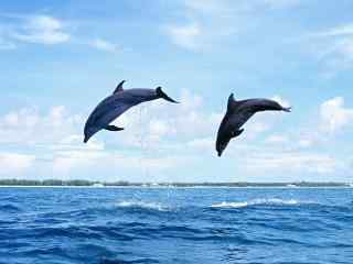 小海豚高清桌面图片 成群海豚飞跃图片 海豚桌面壁纸