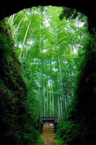 绿色护眼竹林风景手机壁纸