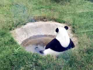 悠闲自在的大熊猫