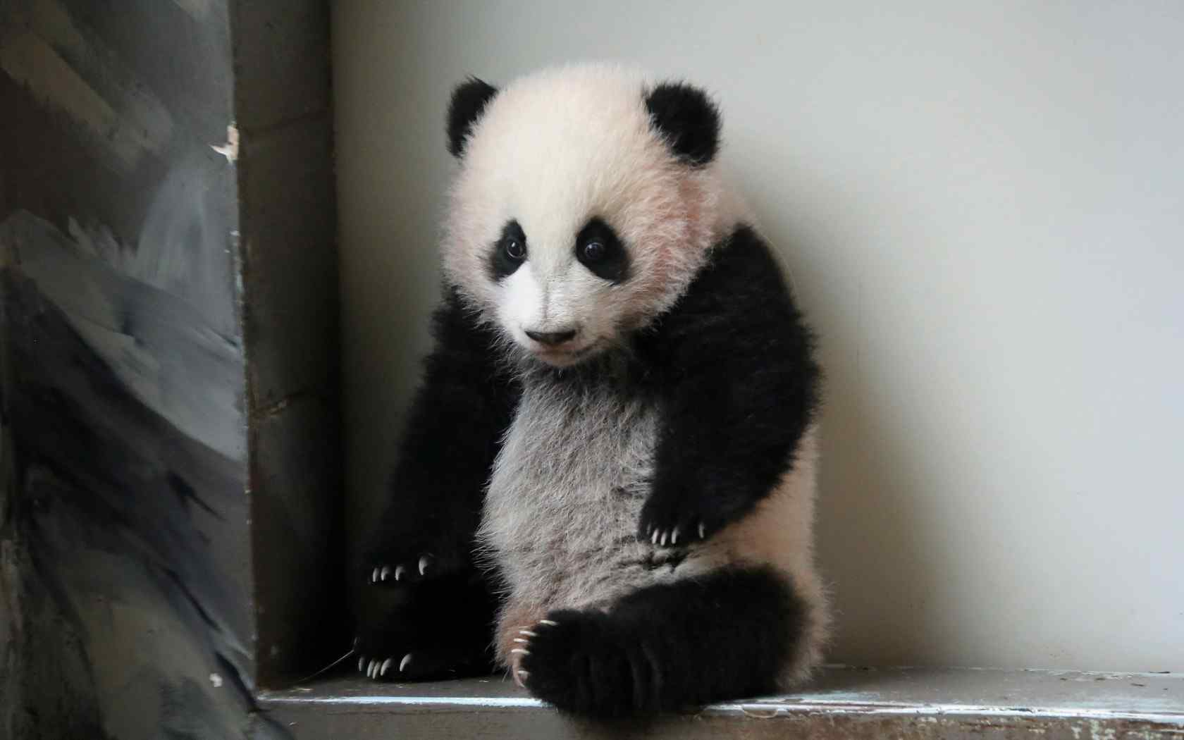 超可爱熊猫宝宝桌面壁纸