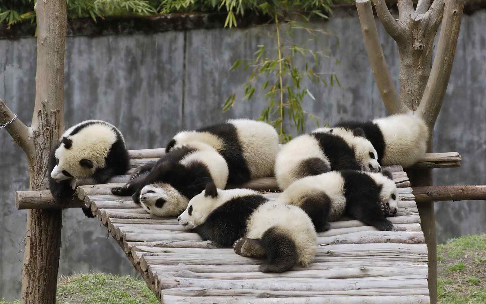 超可爱熊猫宝宝桌面壁纸