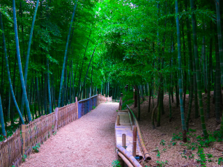 竹林风景
