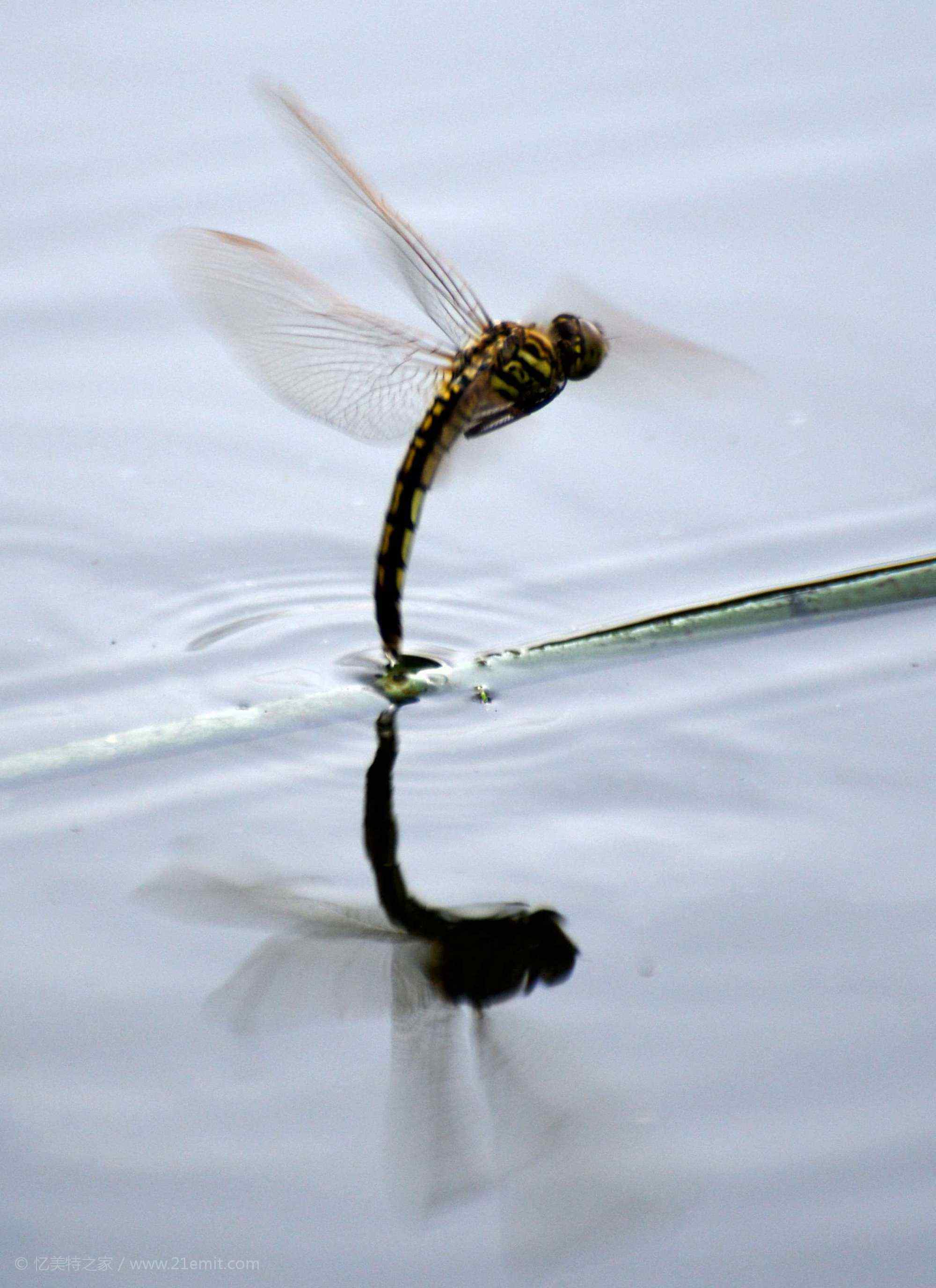 蜻蜓点水的水波图图片