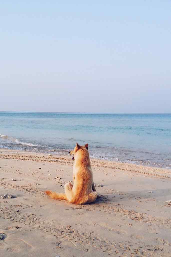 狗狗看海的背影图片图片