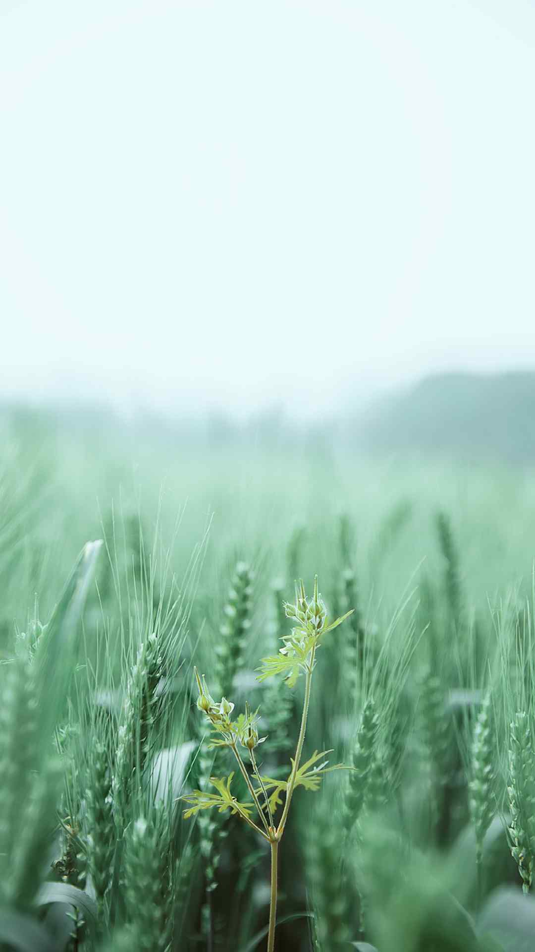 绿色护眼植物手机壁纸 