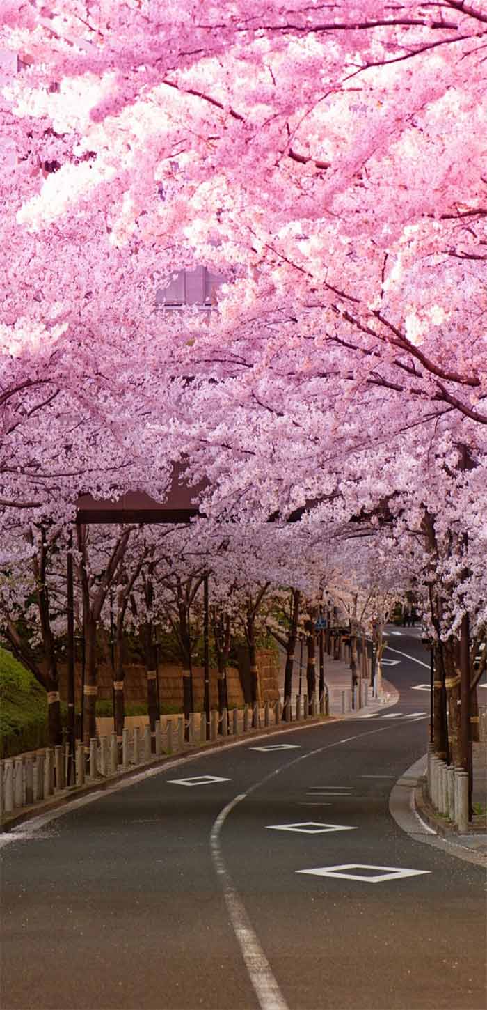 樱花树照片背景图片图片