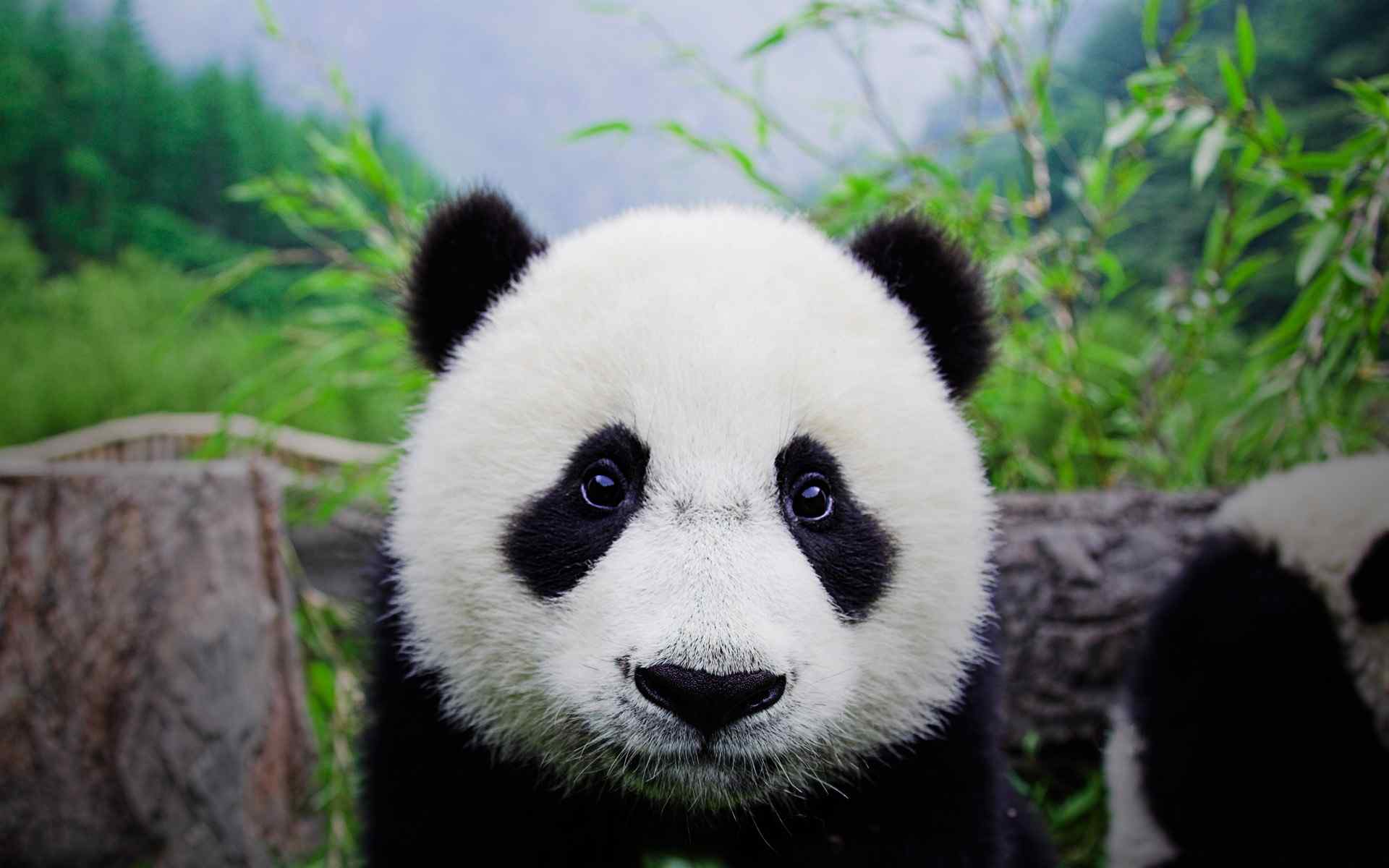 熊猫卖萌图片国家图片